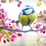 yellow and blue bird on branch over outdoor HVAC unit in Spring