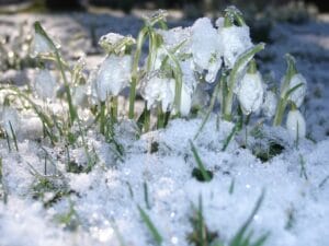 springtime snow melting outside home on grass
