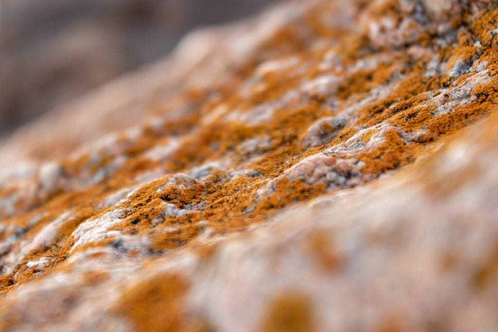 Mold microorganisms collect on home HVAC ductwork.